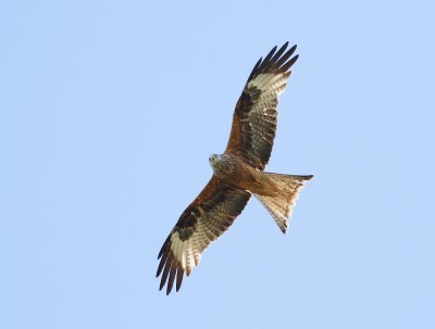 Rode Wouw / Red Kite