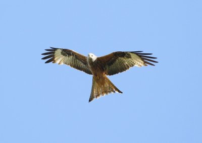 Rode Wouw / Red Kite