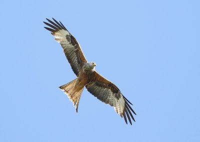 Rode Wouw / Red Kite
