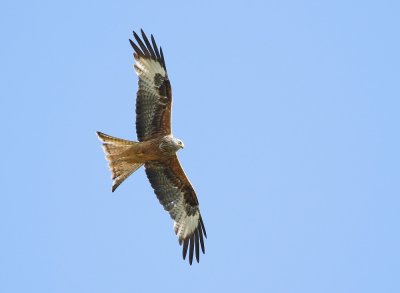 Rode Wouw / Red Kite