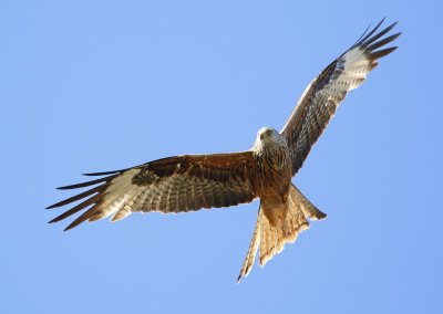 Rode Wouw / Red Kite