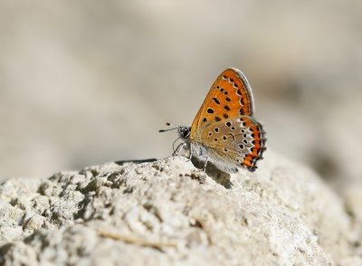Blauwe Vuurvlinder / Violet Copper