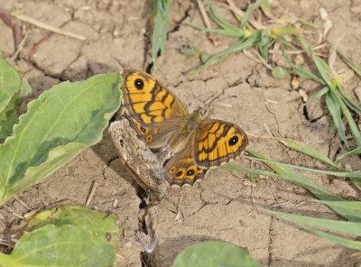 Argusvlinder / Wall Brown