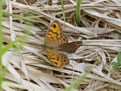 Argusvlinder / Wall Brown