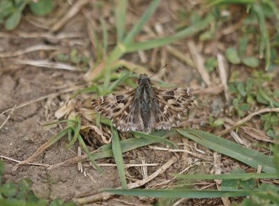 Kaasjeskruiddikkopje / Mallow Skipper