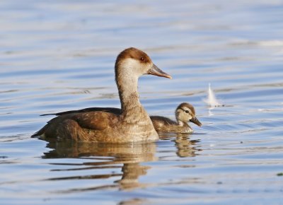 Krooneend / Red-crested Pochard