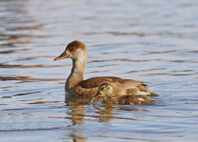 Krooneend / Red-crested Pochard