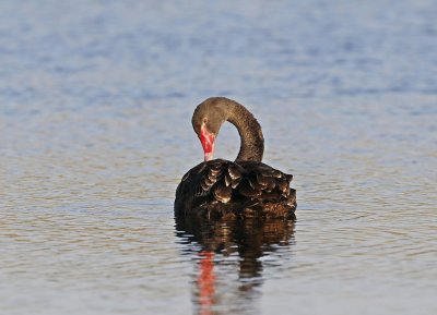 Zwarte Zwaan / BlackSwan