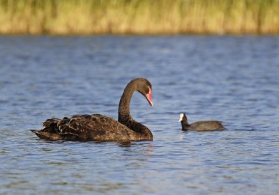 Zwarte Zwaan / BlackSwan