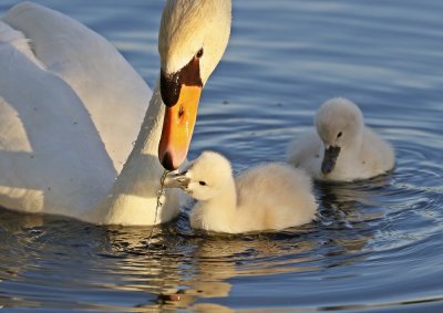 Knobbelzwaan / Mute Swan