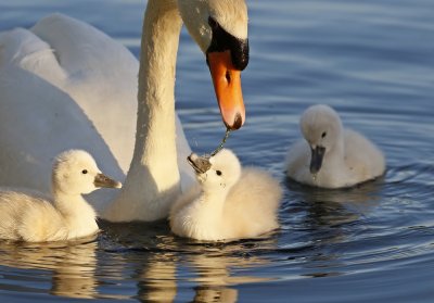 Knobbelzwaan / Mute Swan