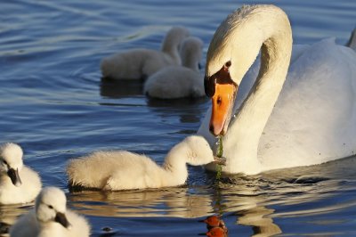 Knobbelzwaan / Mute Swan