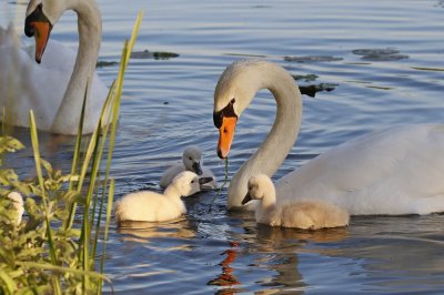 Knobbelzwaan / Mute Swan