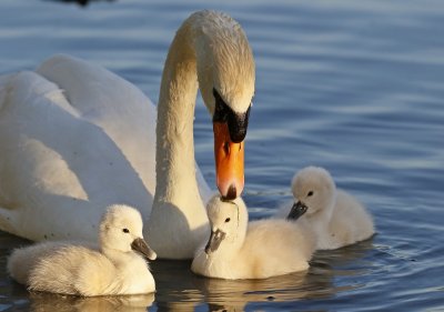 Knobbelzwaan / Mute Swan
