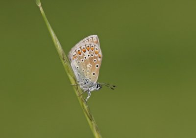 Icarusblauwtje / Common Blue
