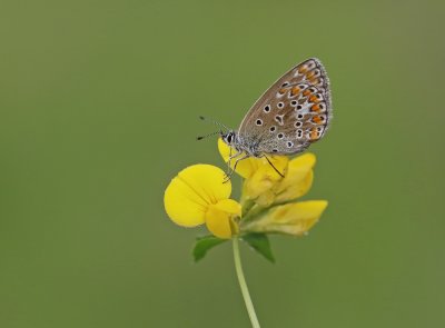 Icarusblauwtje / Common Blue