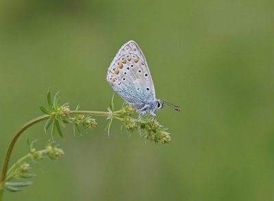 Icarusblauwtje / Common Blue