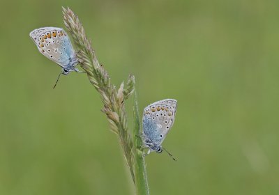 Icarusblauwtje / Common Blue