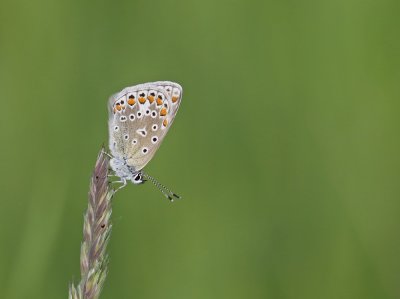 Icarusblauwtje / Common Blue
