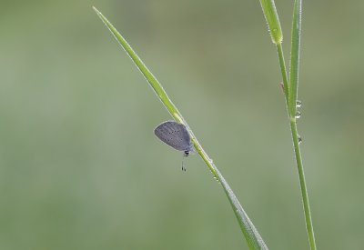 Dwergblauwtje / Little Blue, Small Blue