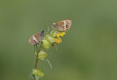 Tweekleurig Hooibeestje / Pearly Heath 