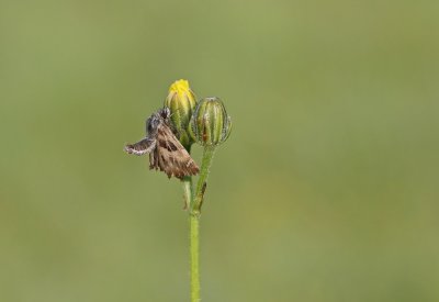 Kaasjeskruiddikkopje / Mallow Skipper