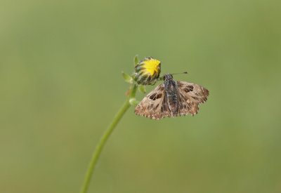 Kaasjeskruiddikkopje / Mallow Skipper