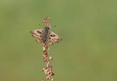 Kaasjeskruiddikkopje / Mallow Skipper