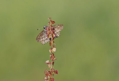 Kaasjeskruiddikkopje / Mallow Skipper