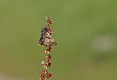 Kaasjeskruiddikkopje / Mallow Skipper