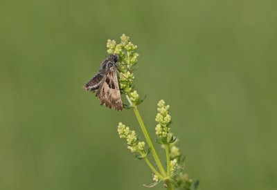 Kaasjeskruiddikkopje / Mallow Skipper