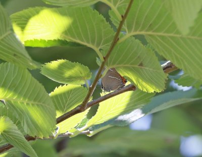 Iepenpage / White-letter Hairstreak