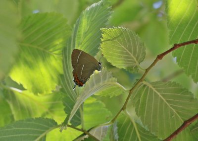 Iepenpage / White-letter Hairstreak