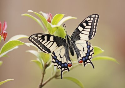Koninginnenpage / Common Yellow Swallowtail