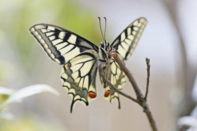 Koninginnenpage / Common Yellow Swallowtail