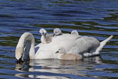 Knobbelzwaan / Mute Swan
