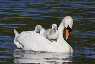 Knobbelzwaan / Mute Swan