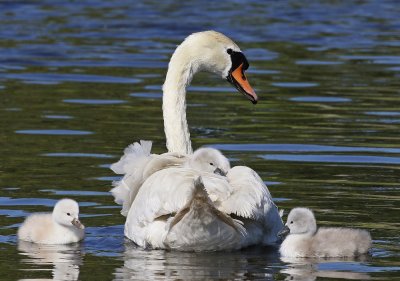 Knobbelzwaan / Mute Swan