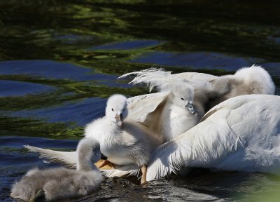 Knobbelzwaan / Mute Swan