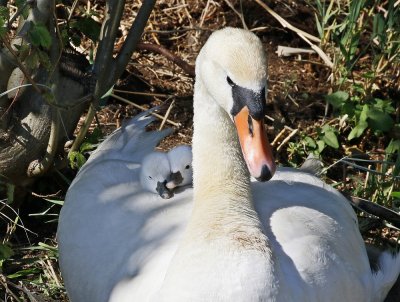 Knobbelzwaan / Mute Swan