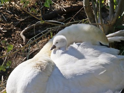 Knobbelzwaan / Mute Swan