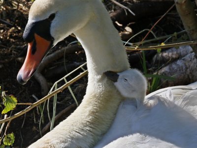 Knobbelzwaan / Mute Swan