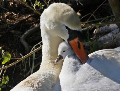 Knobbelzwaan / Mute Swan