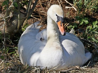 Knobbelzwaan / Mute Swan
