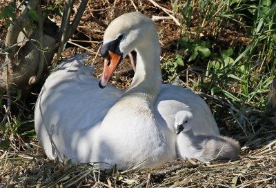 Knobbelzwaan / Mute Swan