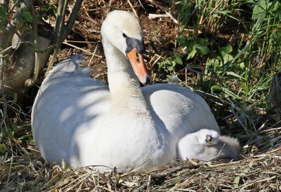 Knobbelzwaan / Mute Swan