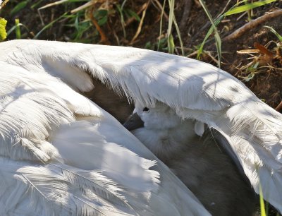 Knobbelzwaan / Mute Swan