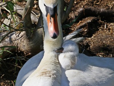 Knobbelzwaan / Mute Swan