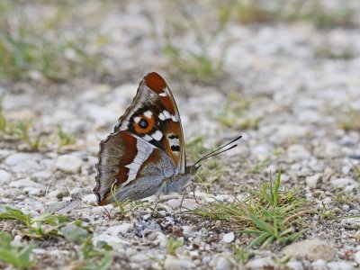 Grote Weerschijnvlinder / Purple Emperor