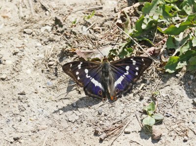 Grote Weerschijnvlinder / Purple Emperor